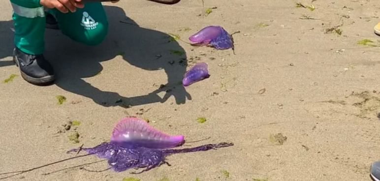 Alerta en Santa Marta por presencia de fragata portuguesa: restringen acceso a esta playa