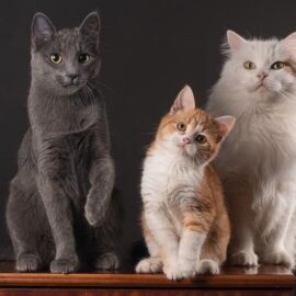 ¿Qué quieren decir los maullidos de los gatos? una IA es capaz de descifrarlos