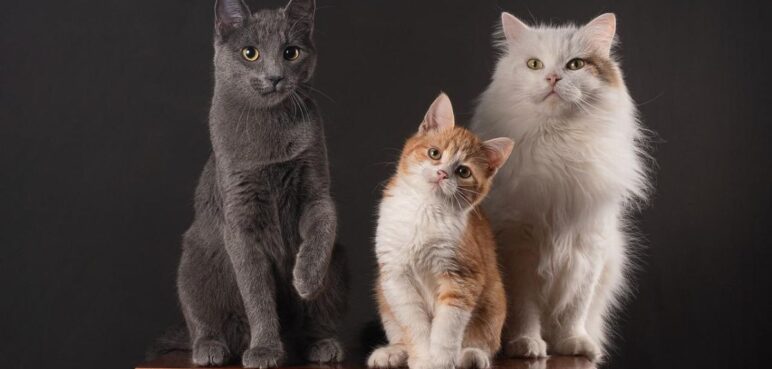 ¿Qué quieren decir los maullidos de los gatos? una IA es capaz de descifrarlos