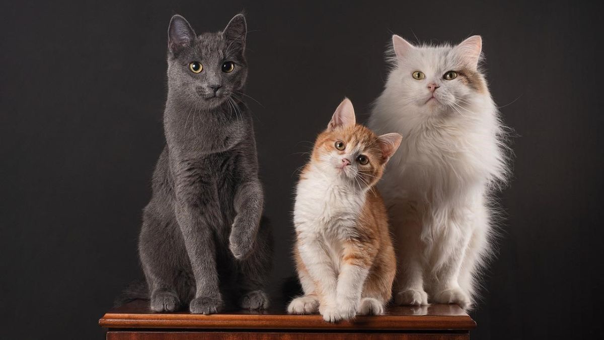 ¿Qué quieren decir los maullidos de los gatos? una IA es capaz de descifrarlos