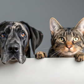 Habrá jornadas de adopción animal en Cali este fin de semana; conozca dónde se realizarán