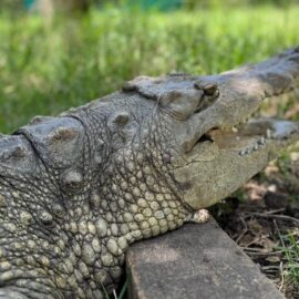 'La Ñata', caimán rescatado en Palmira, será trasladada; ¿cuál será su nuevo hogar?