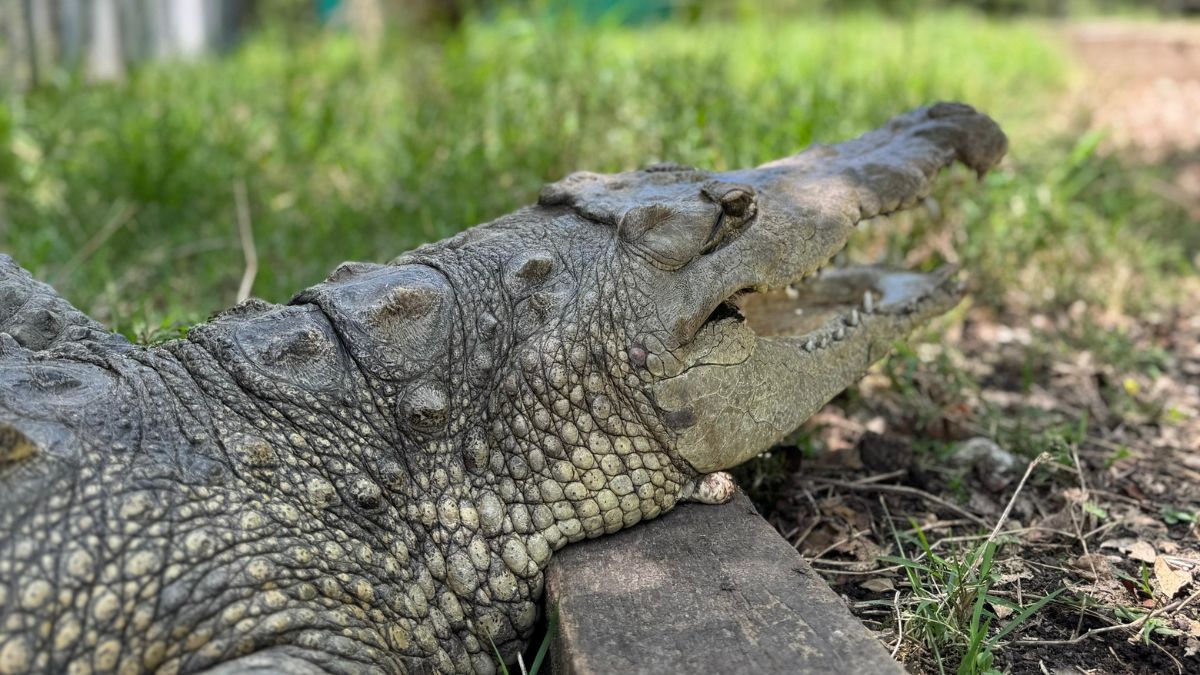 'La Ñata', caimán rescatado en Palmira, será trasladada; ¿cuál será su nuevo hogar?