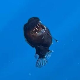 Los grandes misterios del pez diablo negro; una especie pocas veces vista por humanos