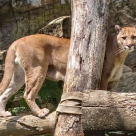 Falleció puma 'Orus', animal del Zoológico de Cali que escapó de su recinto en la mañana de este viernes
