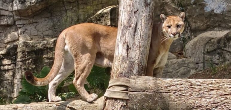 Falleció puma 'Orus', animal del Zoológico de Cali que escapó de su recinto en la mañana de este viernes