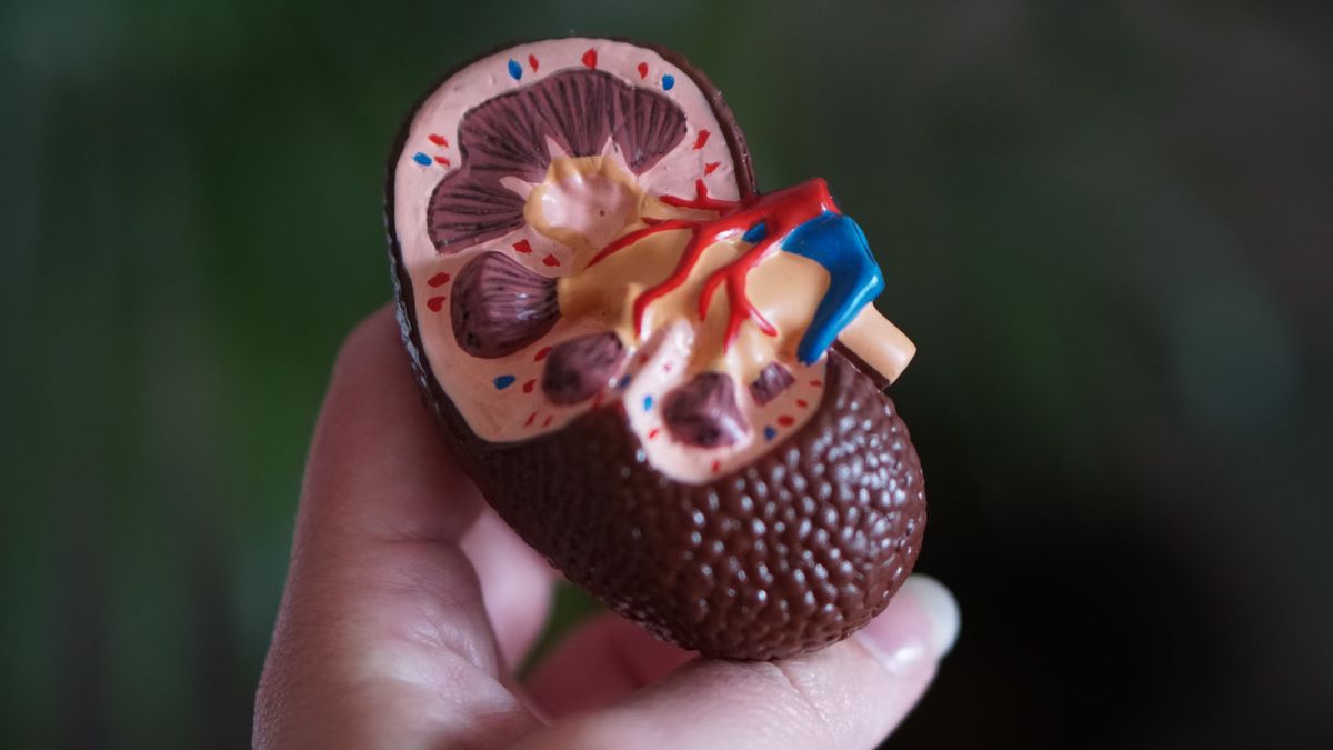 Desmitificando creencias sobre la obesidad: estudios científicos aclaran dudas