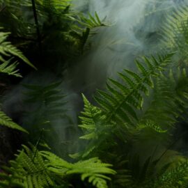 Los impactantes datos sobre la Selva del Darién, ¿es tan peligrosa?