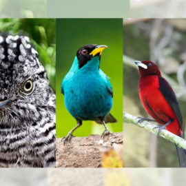 Iniciativa impulsa el avistamiento de diferentes especies en Cali