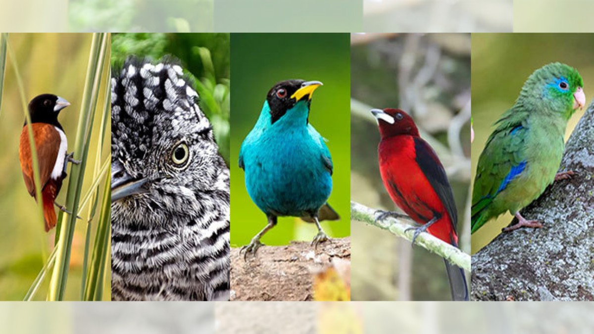 Iniciativa impulsa el avistamiento de diferentes especies en Cali