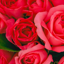 Colombia florece en San Valentín: rosas conquistan el mercado en el mundo