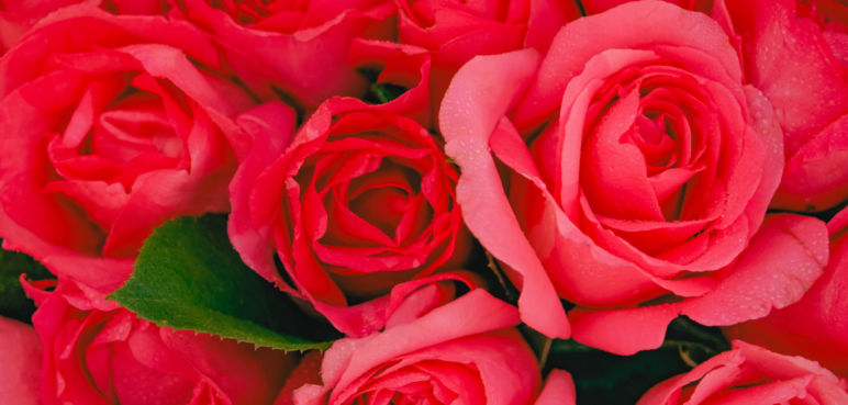 Colombia florece en San Valentín: rosas conquistan el mercado en el mundo