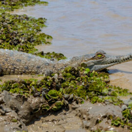 Liberan a 40 caimanes llaneros en una reserva natural en el departamento del Casanare