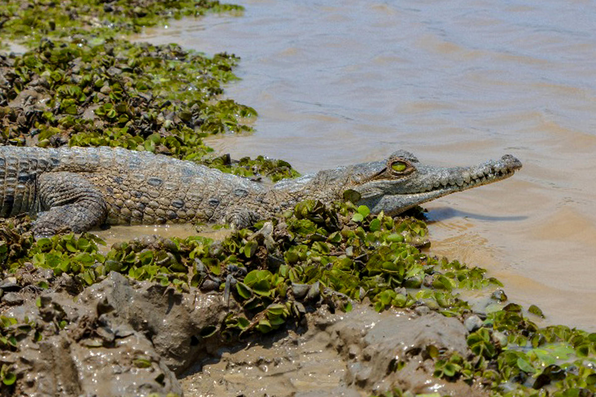 Liberan a 40 caimanes llaneros en una reserva natural en el departamento del Casanare