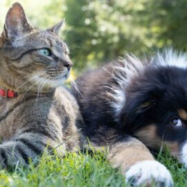 Pet Fest llega a Cali: un encuentro para adoptar y cuidar a animales de compañía
