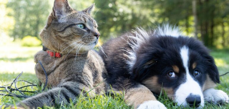 Pet Fest llega a Cali: un encuentro para adoptar y cuidar a animales de compañía