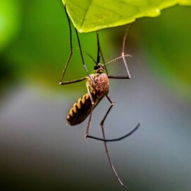 ¿Viajas a zonas de riesgo? Estos destinos requieren vacuna contra la fiebre amarilla