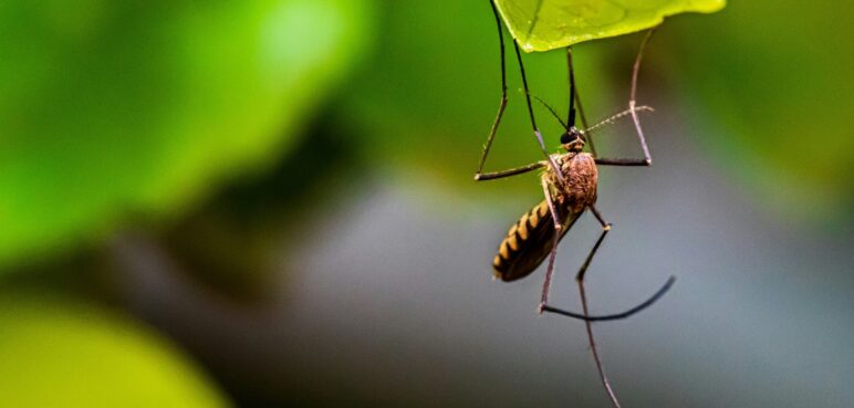 ¿Eres un 'imán' para los mosquitos? Descubre porqué te pican más y cómo evitarlo