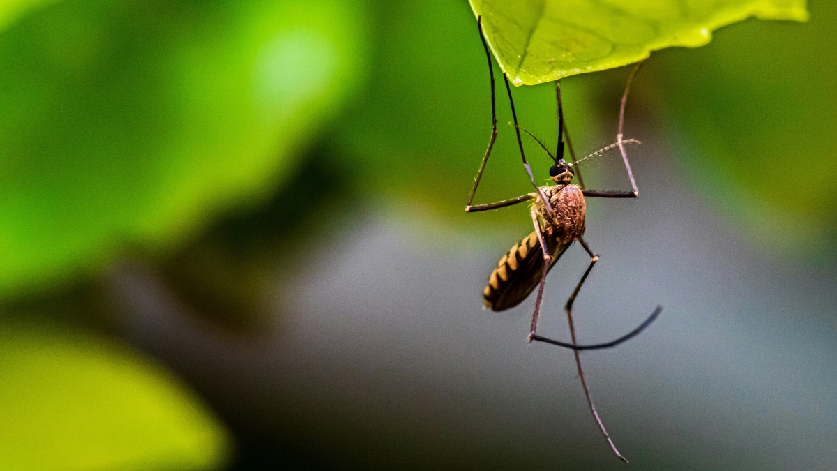 ¿Eres un 'imán' para los mosquitos? Descubre porqué te pican más y cómo evitarlo