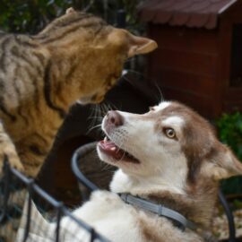 Fundación de Pelos: transformando vidas animales en Cali