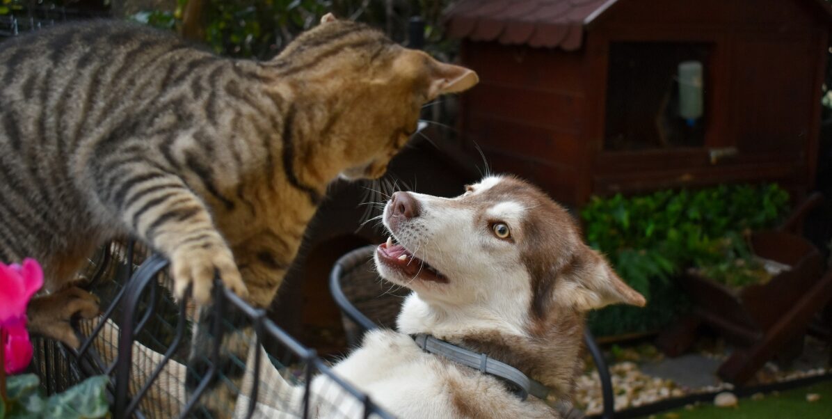 Nuevas jornadas de esterilización animal en Cali ¿cuándo y dónde serán?