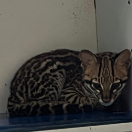 Rescatan a cachorro de ocelote en el sur de Cali; presenta graves secuelas tras cautiverio