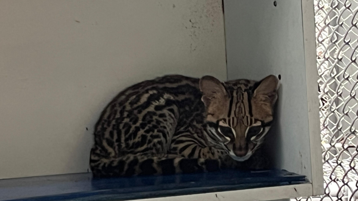 Rescatan a cachorro de ocelote en el sur de Cali; presenta graves secuelas tras cautiverio