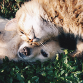 Efectos de las vacunas en perros: Señales, cuidados y prevención veterinaria