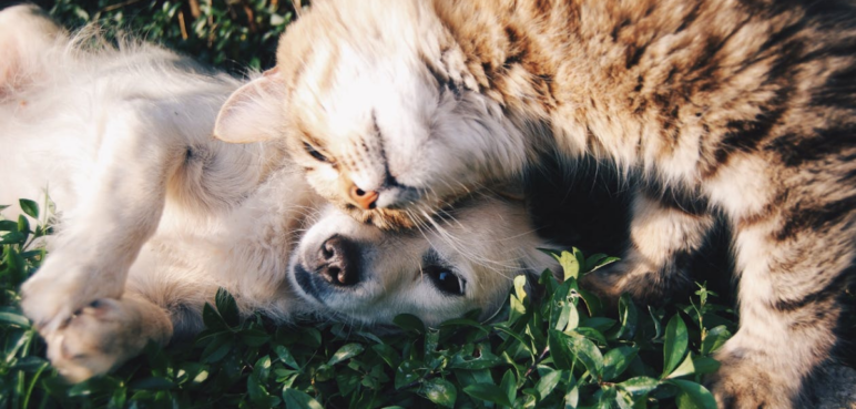 Jornadas de adopción animal en Cali este fin de semana: conozca los requisitos