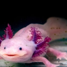 Datos curiosos del ajolote: un animal con grandes habilidades