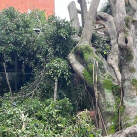 Fuertes vientos en Cali derribaron 35 árboles y generaron emergencias en la ciudad