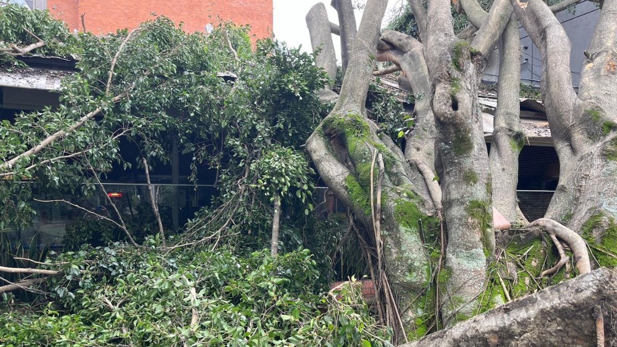 Fuertes vientos en Cali derribaron 35 árboles y generaron emergencias en la ciudad