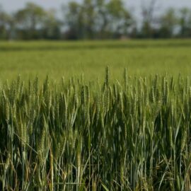 Gobernadores piden medidas urgentes para enfrentar crisis del paro arrocero