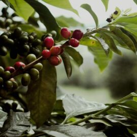 Histórico: Colombia alcanza su mayor producción de café en 29 años