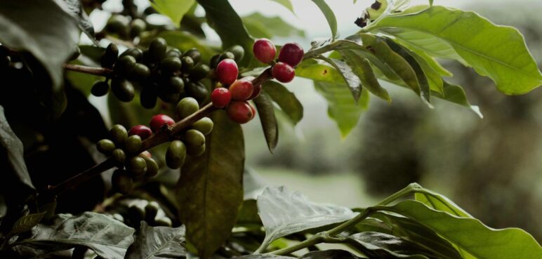 Histórico: Colombia alcanza su mayor producción de café en 29 años