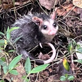 Cali realiza exitosa liberación de fauna silvestre en el eco-parque de la Biodiversidad