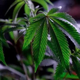 Petro pide al Congreso legalizar el cultivo de la marihuana: "la prohibición solo trae violencia"