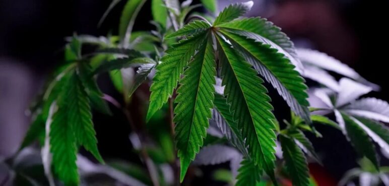 Petro pide al Congreso legalizar el cultivo de la marihuana: "la prohibición solo trae violencia"