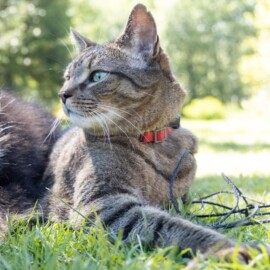 Así puede denunciar el maltrato animal en Cali: líneas de atención