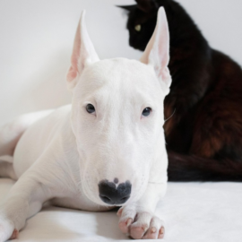 Jornadas de esterilización animal gratuitas en Cali, ¿cuándo y dónde serán?