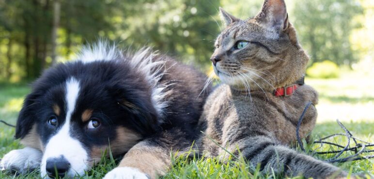 Así puede denunciar el maltrato animal en Cali: líneas de atención