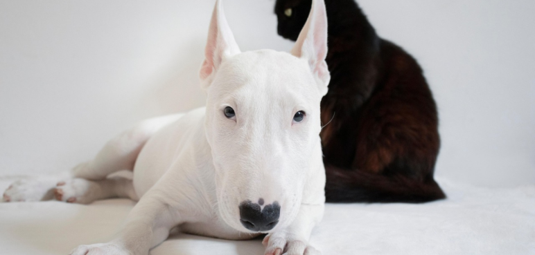 Jornadas de esterilización animal gratuitas en Cali, ¿cuándo y dónde serán?