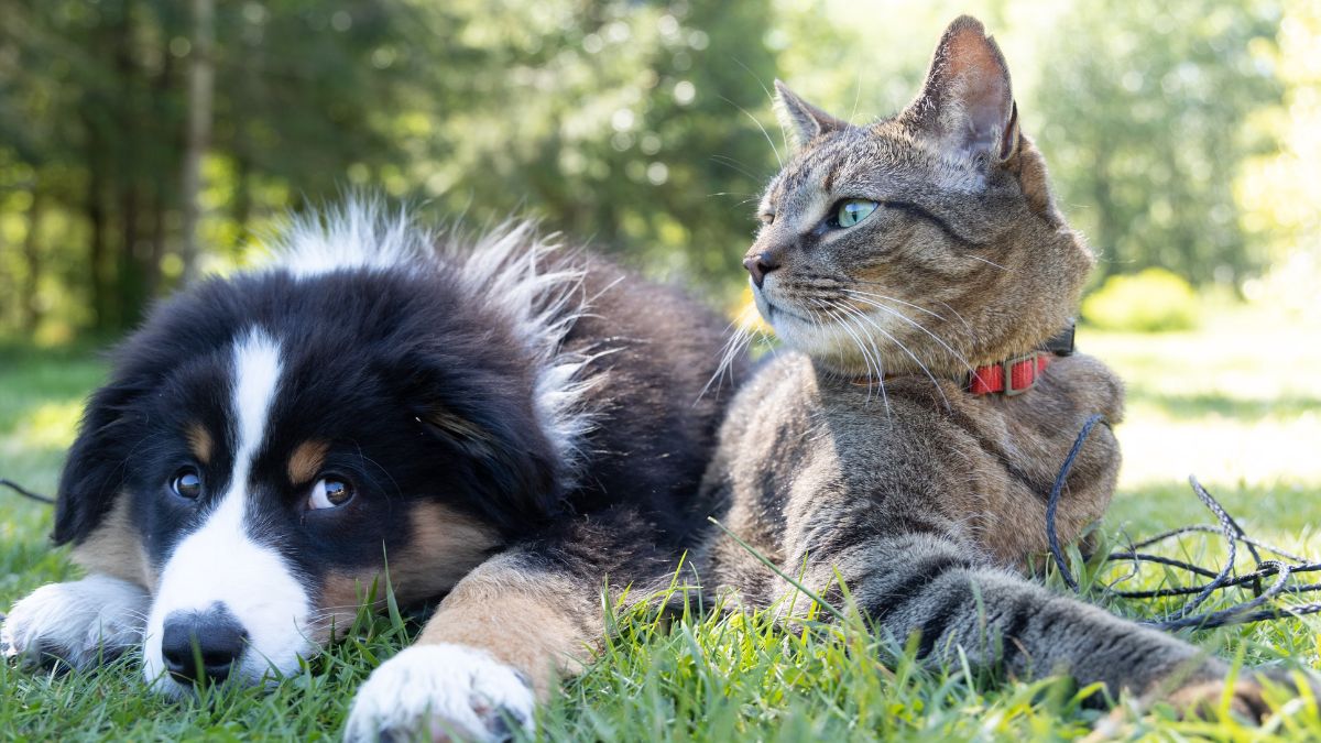 perro y gato