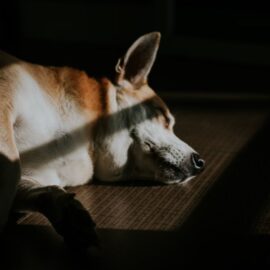 ¿Existe una ley que otorgue licencia laboral por fallecimiento de mascota?