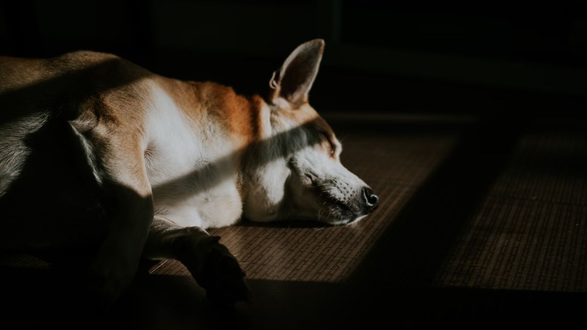 perro dormido