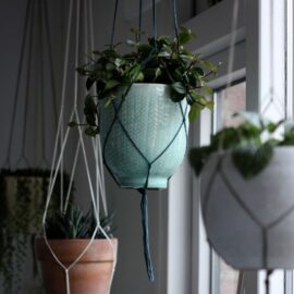 ¿Las plantas en la habitación producen trastornos de sueño? esto dice la ciencia