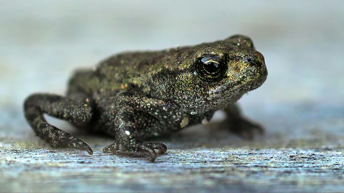 ranas-1