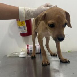 Cinco perritos fueron rescatados por presunto maltrato animal en el oriente de Cali