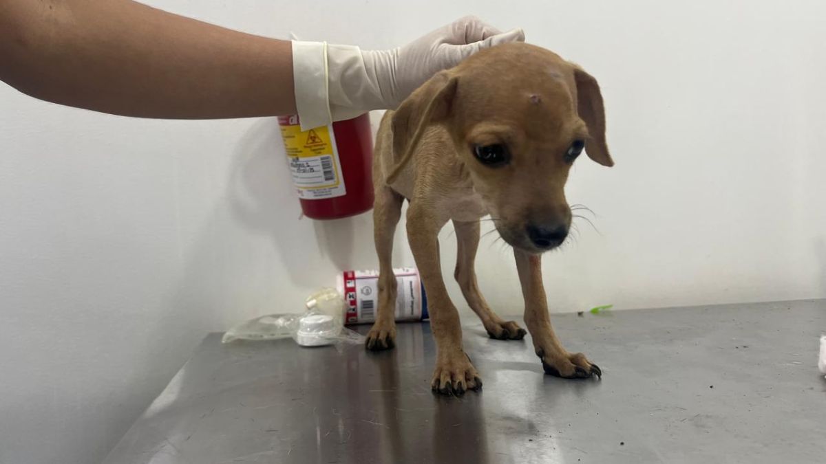 Piel y caparazón de animales silvestres fueron incautados en el centro de Cali