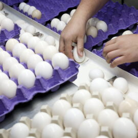 El precio de los huevos llega a niveles récord en EE. UU., ¿cuál es la razón?